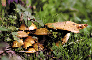Herfst paddenstoelen