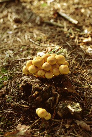 herfst kleine paddenstoelen ansichtkaart