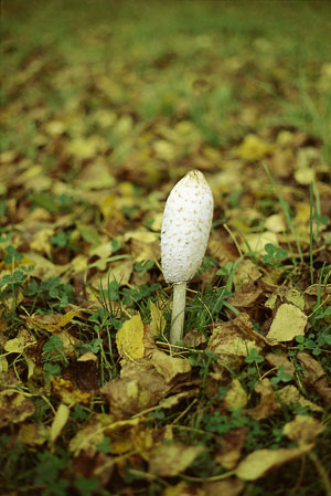 staande kaart paddestoel herfst