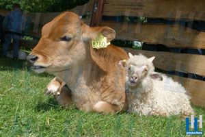 koe schaap