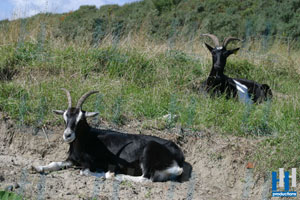 bok geit