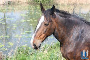 paard