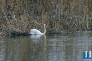 zwaan