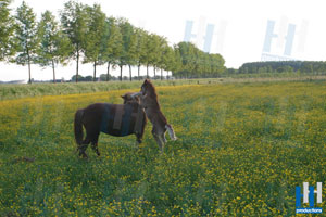 veulen pony