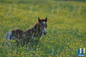 veulen pony
