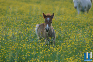 veulen pony