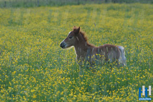 veulen pony