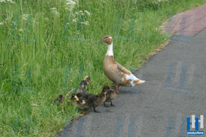 eend met kuikens