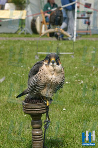 roofvogel