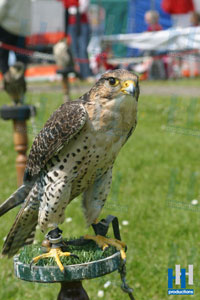 roofvogel