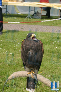 roofvogel