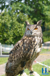 roofvogel