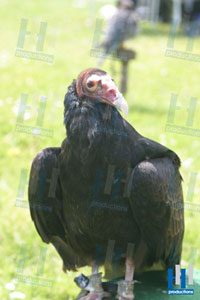 roofvogel