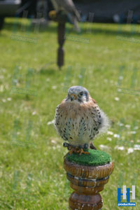 roofvogel