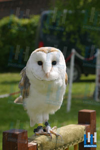 roofvogel
