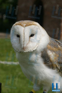 roofvogel