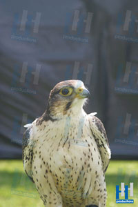 roofvogel