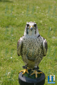 roofvogel