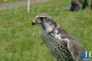 roofvogel