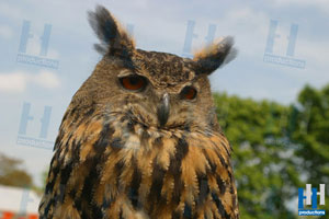 roofvogel