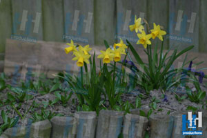 lente voorjaar narcis