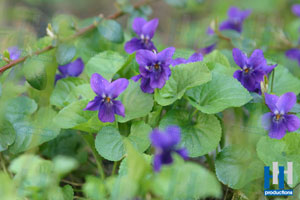 paarse bloemen