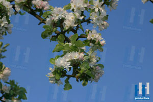 lente bloesem