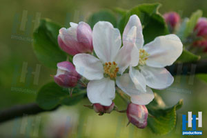 lente appel bloesem