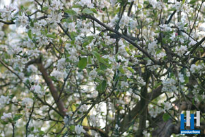 lente bloesem