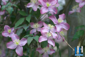 voorjaar bloemen