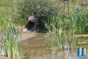 water groen moeras