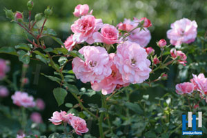 rozen struik roze