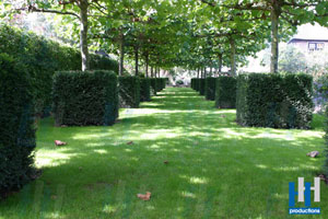 tuin groen