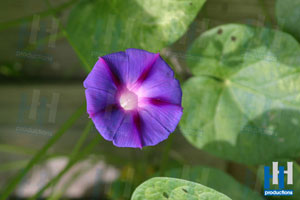 lente paarse bloem