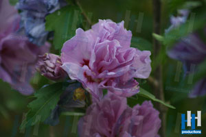 voorjaar paarse bloem