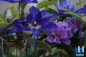 lente paarse bloemen