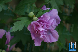 lente paarse bloem