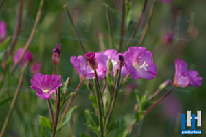 voorjaar roze bloem