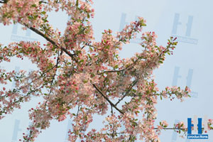 lente bloesem