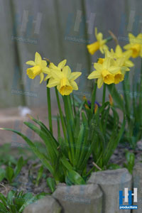 lente narcis