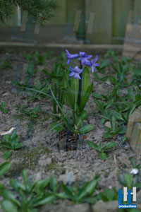 lente paars