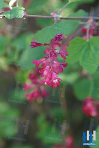 voorjaar roze