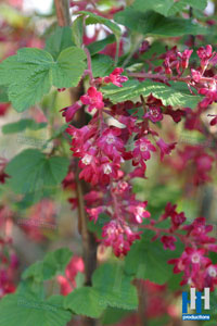 voorjaar rose