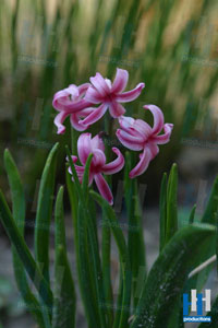 voorjaar paars roze