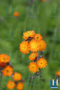 voorjaar oranje bloem