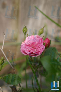 roze roos
