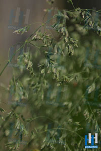 gras