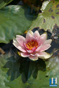 water lelie rose