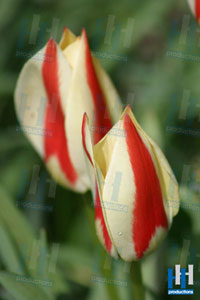 tulpen creme rood