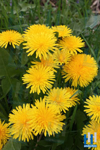 paardenbloem paardebloem geel